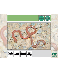 گونه مار کرمی شکل اوراسیا Eurasian Blind Snake